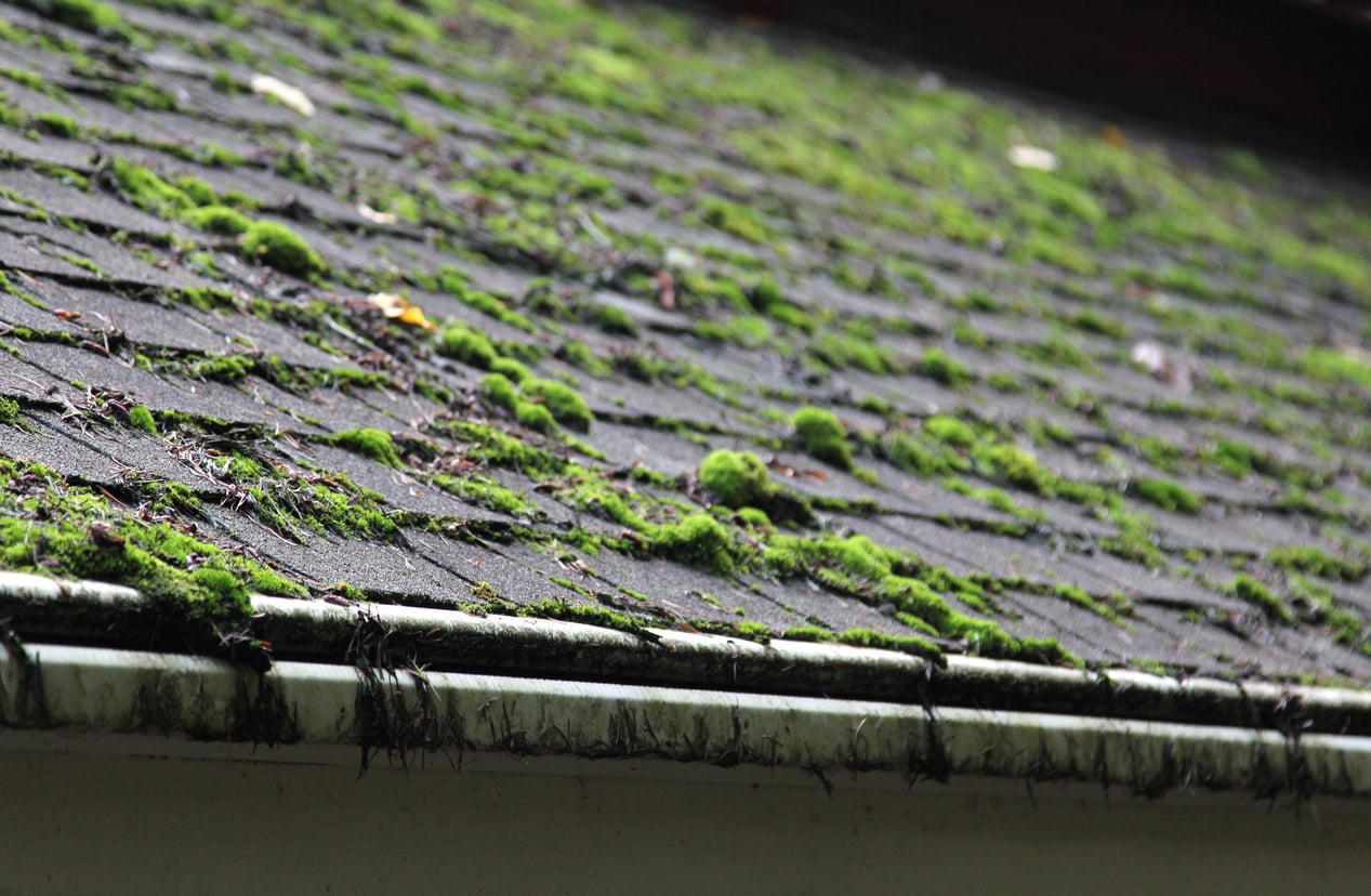 ROOF CLEANING & MOSS TREATMENT